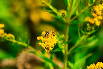 Biene Honigbiene Pollen auf Blume Nektarsuche Süßes Blüten Sommer - 437859641
