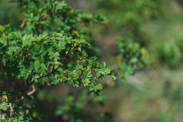 Branches with leaves of wild rose close-up. Spring time concept