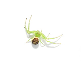 Green crab spider Diaea dorsata on white background