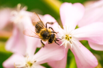 Biene Honigbiene Pollen auf Blume Nektarsuche Süßes Blüten Sommer - 437860011