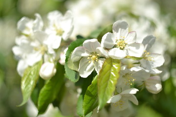 Obraz na płótnie Canvas Tender white apple tree in bloom, natural background