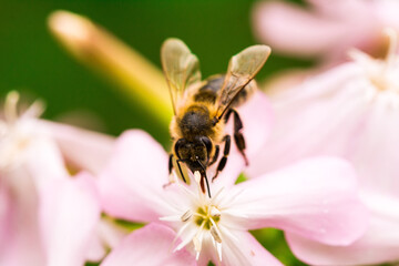 Biene Honigbiene Pollen auf Blume Nektarsuche Süßes Blüten Sommer - 437860088