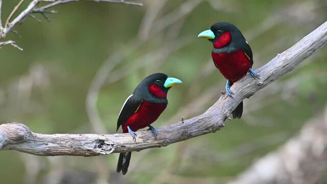 Black-and-red Broadbill, Cymbirhynchus macrorhynchos, Kaeng Krachan, Thailand; two individuals facing each other having a serious conversation about their nest and babies and their future lives.
