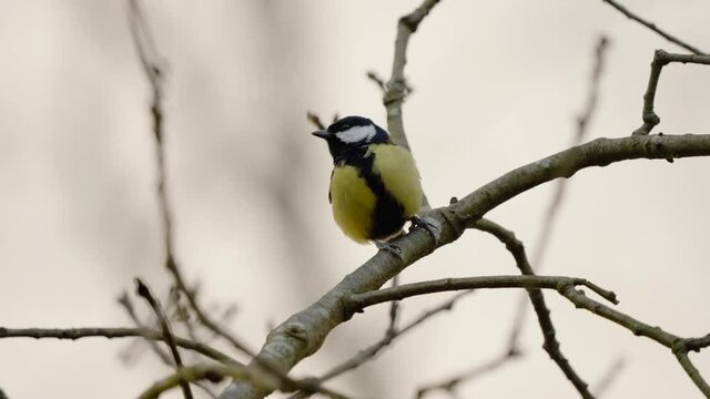 Great tit bird chirping while perched on a tree branch, blurry defocused background