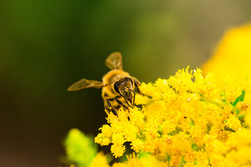 Biene Honigbiene Pollen auf Blume Nektarsuche Süßes Blüten Sommer - 437860268