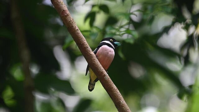 Black-and-yellow Broadbill, Eurylaimus ochromalus, Kaeng Krachan National Park; seen perched on a diagonal branch frantically looking around then flies upward towards the right of the frame.
