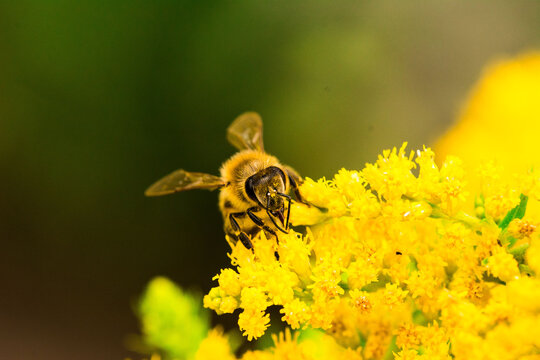 Biene Honigbiene Pollen auf Blume Nektarsuche Süßes Blüten Sommer