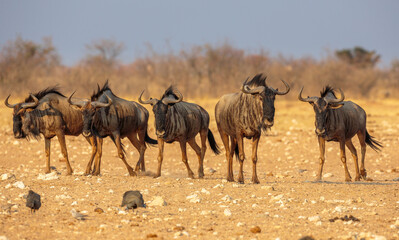 Group of five Blue Wildebeests (Connochaetes taurinus)  in Etosha national park, Namibia