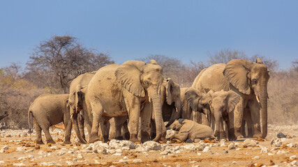 Etosha National Park in north Namibia: herd of African Elephants (Loxodonta africana) relaxing in the afternoon sun