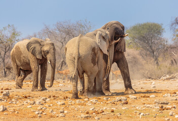 Etosha National Park in north Namibia: African Elephants (Loxodonta africana) play fighting in the afternoon sun