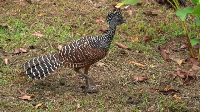 A cute female Great curassow (Crax rubra) bird, walking around without fear.