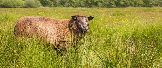 Panorama of a brown sheep standing in tall grass in Drenthe, Netherlands