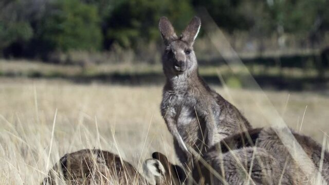 Court Of Wallaby Eating Grass On The Vast Field Under Summer Weather. close up