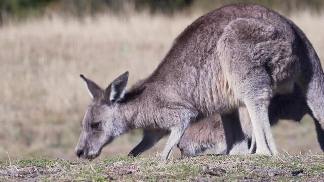 A Couple Of Wallaby Standing Next To Each Other Feeds On The Grass Under Sunny Day. close  up