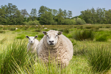 Mother sheep with lamb in the tall grass in Drenthe, Netherlands