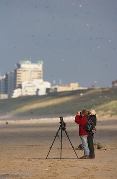 Birdwatching on the beach, Vogels kijken langs de kust