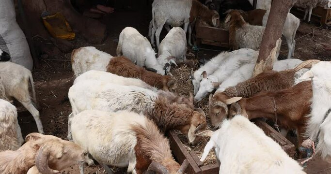 Live sheep in meat market northern Ghana Africa. Urban town village poor sanitation lacks refrigeration and cleanliness. Storage and processing of live animals.