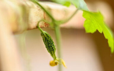 little bitter gourd is blooming in my home gallery 