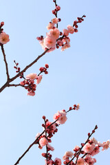 Branch of Plum Blossom with Blue Sky
