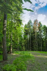 Obraz premium Cichy przystanek w lesie