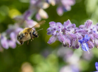 A bumble-bee fly around a flower on a garden.