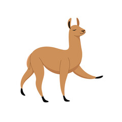 Cute lama - cartoon animal character. Vector illustration in flat style isolated on white background.