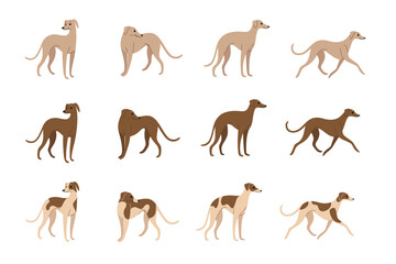 Whippet. Cute dog character. Cartoon dog in various poses. Vector illustration in cartoon style for poster, postcard.