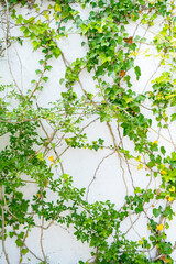 Ivy surrounding the white wall