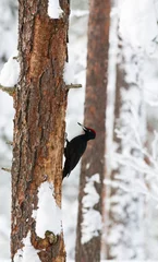 Foto auf Leinwand Zwarte Specht, Black Woodpecker, Dryocopus martius © AGAMI