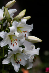 Fototapeta premium A bush of white trumpet lilies (Trumpet and Aurelian hybrids) in the garden on dark background