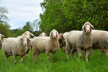 Obraz premium Schafherde