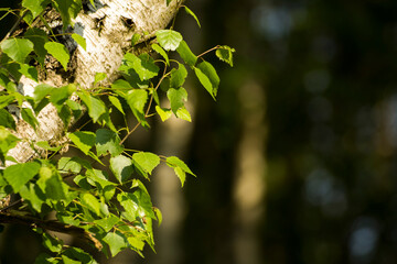 green birch leaves against the background of nature © Paulina