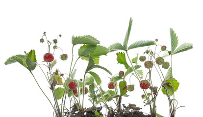 Fresh wild strawberries and leaves sprouting from fertile soil isolated on white background