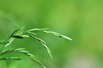 Kłosy perzu właściwego (Elymus repens) © Lancan