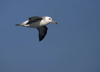 Foto op Aluminium Black-browed Albatross, Wenkbrauwalbatros, Thalassarche melanophrys © AGAMI