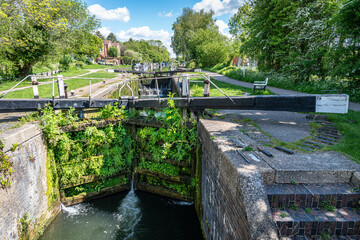 Plants growing on the lock gates of Croxley Common Moor Lock, number 79, on the Grand Union Canal...