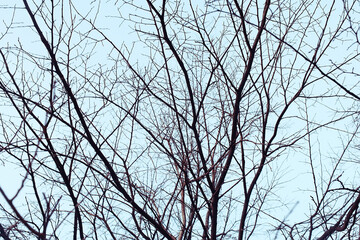 view of branches without leaves background, abstract, stress sadness