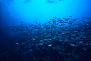 Fototapeta na wymiar scad jamb under water / sea ecosystem, large school of fish on a blue background, abstract fish alive