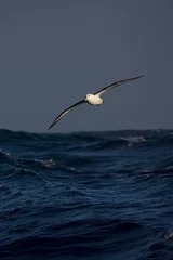 Fototapeten Black-browed Albatross, Wenkbrauwalbatros, Thalassarche melanophrys © AGAMI