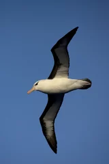 Foto op Aluminium Black-browed Albatross, Wenkbrauwalbatros, Thalassarche melanophrys © AGAMI