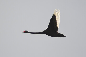 Cigno nero (Cygnus atratus) in volo su sfondo cielo