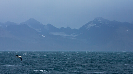 Obraz premium Wenkbrauwalbatros, Black-browed Albatross, Thalassarche melanophrys