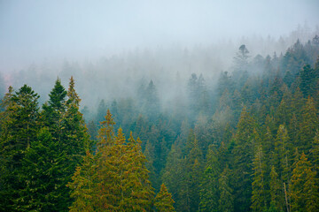 foggy nature scenery. coniferous forest on a cold autumn morning. mysterious atmosphere in rainy weather. surreal background of carpathian woodland