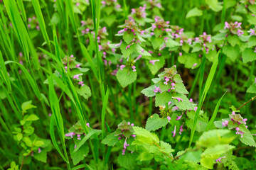 flowers in the garden