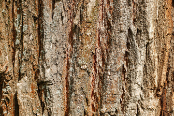 bark of a tree