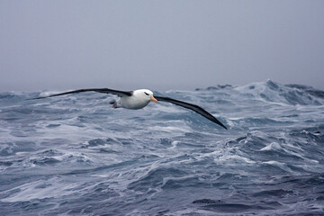 Wenkbrauwalbatros, Black-browed Albatross, Thalassarche melanophrys