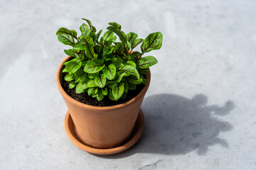 Nahaufnahme von Blutampfer in einem Blumentopf auf einem Beton Boden. Schlagschatten, Smoothiekraut.