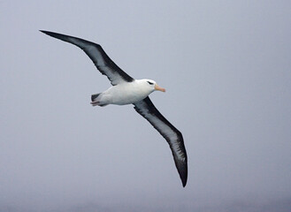 Black-browed Albatross, Wenkbrauwalbatros, Thalassarche melanophrys