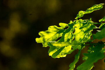 green oak leaves on a dark background © Paulina