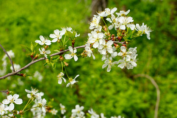 blossoming tree in spring